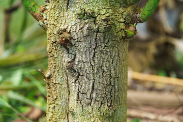 Fototapeta premium Fungus in the avocado tree,plant disease, avocado root rot.