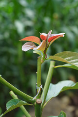 Grafting in a young avocado plant in old tree.