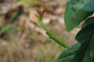 Grafting in a young avocado plant in old tree.
