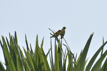Fototapeta premium bird on the grass