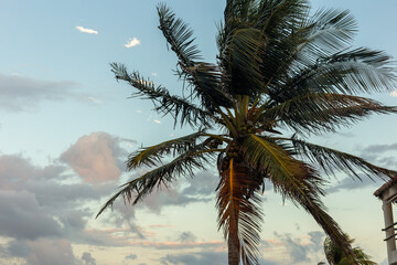 Tropical beach with palm trees