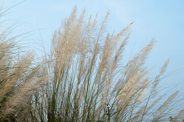 Fototapeta premium Kaash ful, Saccharum spontaneum is a seasonal flower which blooms in autumn, during Durga Puja festival.