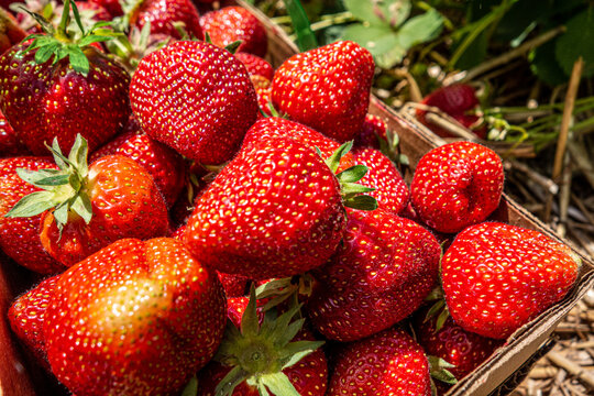 ripe red strawberry ready to pick at a local farm