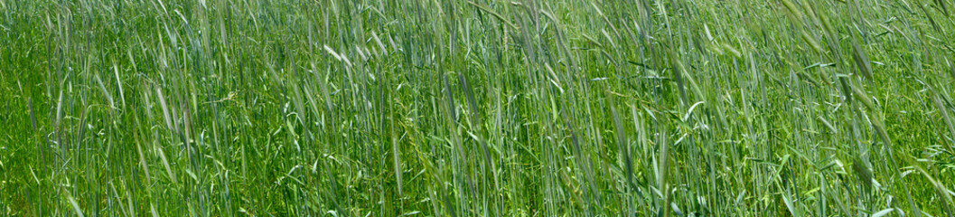 green wheat rye field in the country farm land
