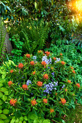 Bright and colorful flowers, plants growing in a garden on a sunny spring day outside. Vibrant orange fireglow griffiths spurge and purple spanish bluebell flowers blooming in nature with flare