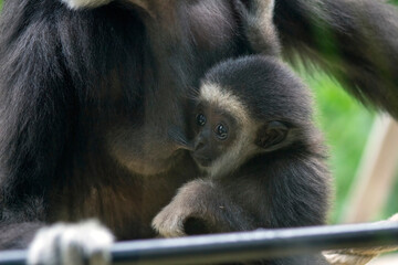 mother and baby