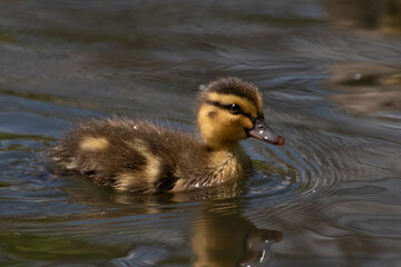 baby duck