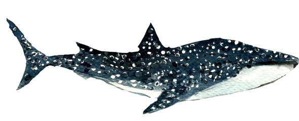 Tiburón Ballena Acuarela / Shark 1 Watercolour