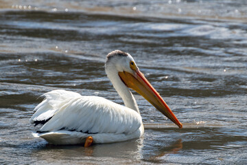 Fototapeta na wymiar pelican on the beach