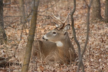 deer in the woods