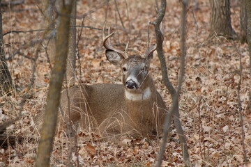 deer in the forest