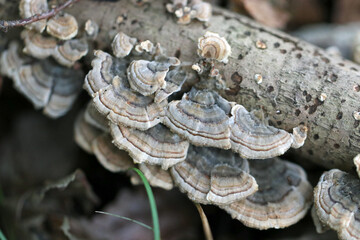 Mushroom named 