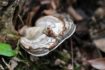 Mushroom named 
