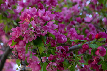 pink flowers