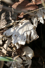 A cluster of withered mushrooms of 