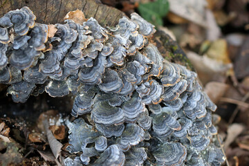 Mushroom named 