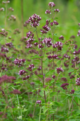 Oregano, Origanum vulgare, this plant attratcs many insects