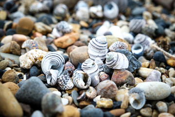 Beautiful colours of sea shells on beach
