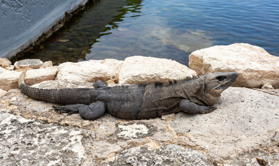 A lizard on the stones on the beach