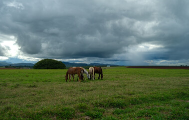 Horses grazing under stormy sky
