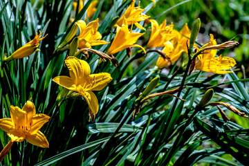 Fototapeta na wymiar bright yellow lily flowers in the garden