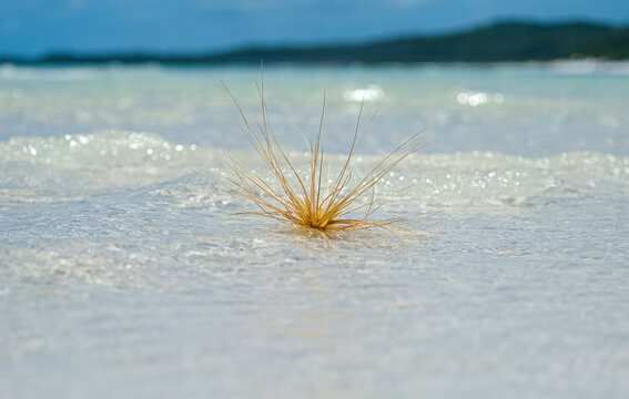 Close up of Spinifex grass on Whitehaven beach