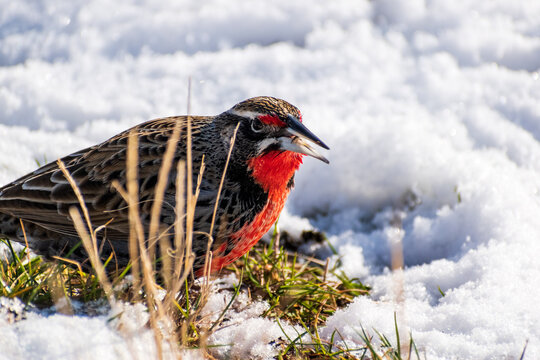 loica macho comiendo semillas en pasto nevado, ave de plumaje rojo en el pecho 