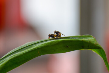 two flies are breeding