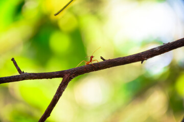 a red ant crawls on a wooden branch

