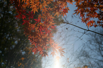 Blue sky, colorful autumn leaves in Karuizawa woods. 逆光と青い空に紅葉