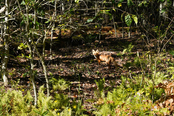 Wild red fox in the woods of Pennsylvania.