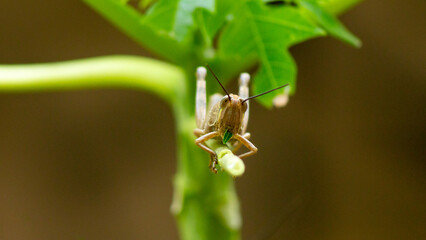 grasshopper on the plant stem eating the leaf