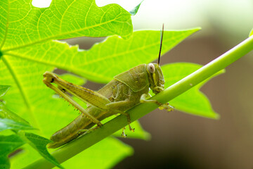 grasshopper on the plant stem eating the leaf