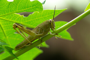 grasshopper on the plant stem eating the leaf