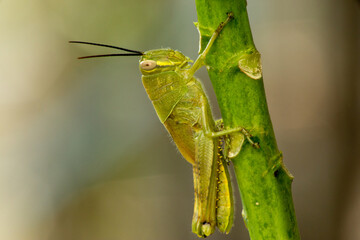 grasshopper perched on the plant stem
