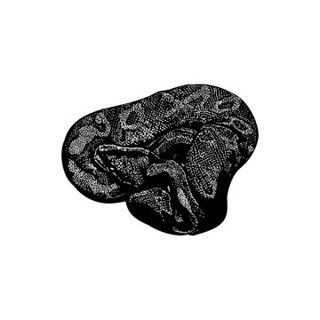 Ball Python hand drawing vector illustration isolated on background