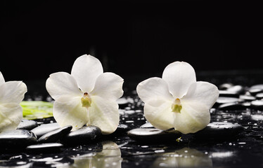 Still life of with 
White orchid and zen black stones on wet background

