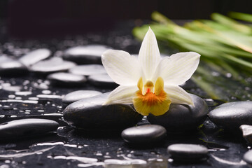 Fototapeta na wymiar Still life of with White orchid and zen black stones and green palm on wet background 