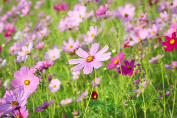 Obraz na płótnie Canvas Cosmos sulphureus bipinnatul flower field blooming in garden natural outdoor background
