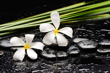 still life of with two white frangipani and  green plants ,zen black stones on wet background