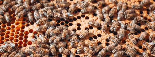 bees are working on laying propolis in hive. Honey bees work in a hive. Close up view open body...