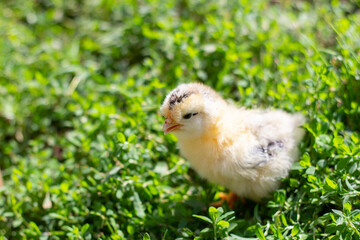 A small fluffy chicken on the green grass.
