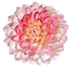 Schilderijen op glas Pink dahlia  flower  on white isolated background with clipping path. Closeup. For design. Nature. © nadezhda F