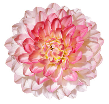 Pink dahlia  flower  on white isolated background with clipping path. Closeup. For design. Nature.