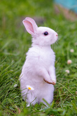 A small white rabbit standing on its hind legs on the green grass and looking to the side