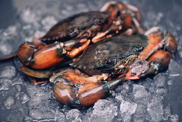 raw crab on black background , fresh mud crab with ice for cooking food in the seafood restaurant © Bigc Studio