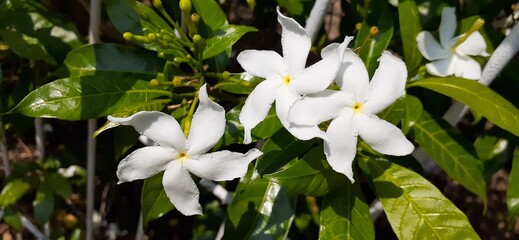 white spring flowers