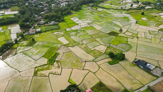 Aerial view green rice fields nature agricultural farm background rural, top view rice field from above with pathway agricultural parcels of different crops in green view mountain at countryside