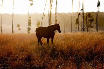 Waler Breed Horse - Australia