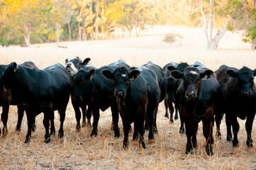 Heifer Cattle in the Field